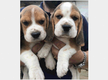 3724798 cuccioli beagle 