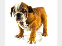 4083959 bulldog inglese 