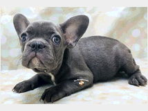 4083970 bouledogue - bulldog