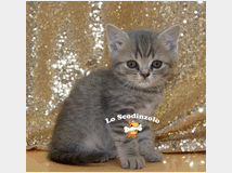 4083977 British Shorthair 