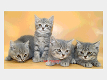 4083978 British Shorthair 