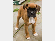 4083990 boxer cuccioli 