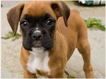 4083991 boxer cuccioli 