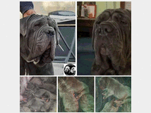 4121786 Cuccioli di mastino