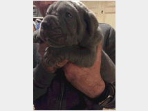 4121787 Cuccioli di mastino