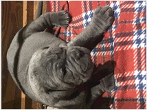 4121790 Cuccioli di mastino