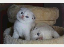 4280195 Scottish fold e