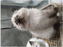 4282266 cuccioli di ragdoll