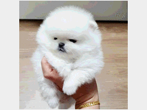 4358744 Cuccioli Volpino Pomerania