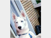 4394544 Husky siberian 