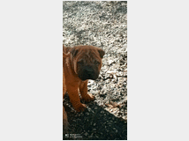 4529377 Shar-pei cuccioli 