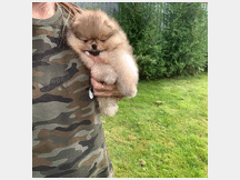 4578684 Cucciolo Pomerania toy