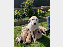 4582431 Cuccioli di labrador