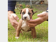 4641571 Cuccioli pit bull