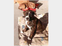 4643174 American Staffordshire Terrier