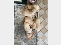 4648144 Golden retriever 