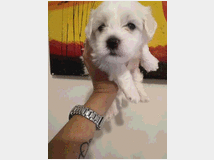 4650862 Cuccioli di maltese