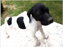 4681417 CUCCIOLI POINTER INGLESI