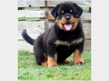 4694892 Cuccioli rottweiler 