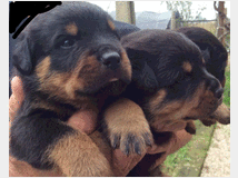 4694893 Cuccioli rottweiler 