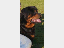 4694899 Cuccioli rottweiler 