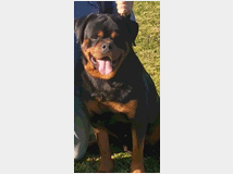 4694900 Cuccioli rottweiler 