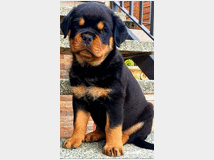 4694905 Cuccioli rottweiler 