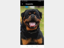 4694906 Cuccioli rottweiler 