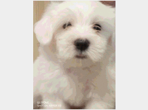 4721113 Cuccioli di maltese