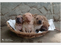 4724162 Shar-pei cuccioli 