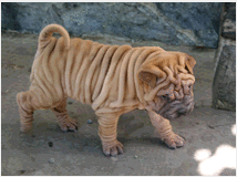 4724165 Shar-pei cuccioli 