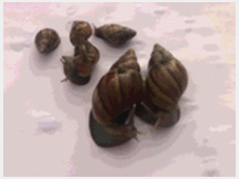 4747350 Achatina fulica +