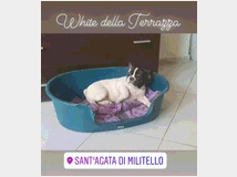 4762178 Cuccioli di Bouledogue