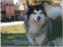 4789133 Alaskan Malamute 