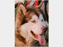 4789145 Alaskan Malamute 