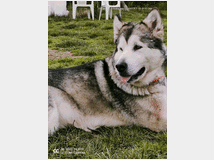 4789146 Alaskan Malamute 