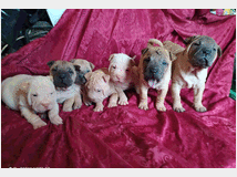 4790390 Shar-pei cuccioli 