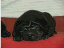 4790391 Shar-pei cuccioli 