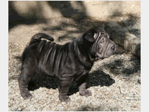 4790393 Shar-pei cuccioli 