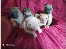 4790394 Shar-pei cuccioli 