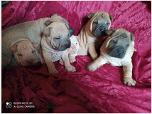 4790395 Shar-pei cuccioli 