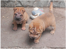 4790397 Shar-pei cuccioli 