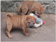 4790398 Shar-pei cuccioli 