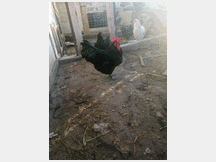 4795267 feconde di galline