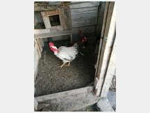 4795280 feconde di galline