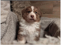 4796252 Australian shepherd 