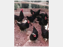 4801574 feconde di australorp