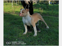 4802060 American bulldog 