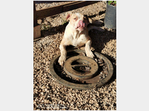 4802062 American bulldog 