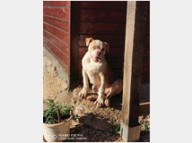 4802067 American bulldog 